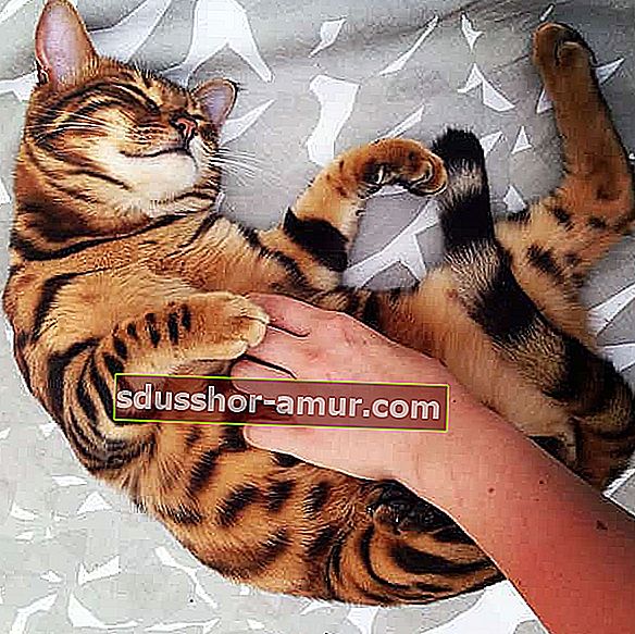 slatka bengalska mačka koja leži