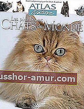 //www.amazon.fr/plus-beaux-Chats-Monde/dp/2723456935/ref=as_li_ss_tl?ie=UTF8&qid=1497558999&sr=8-4&keywords=les+plus+beaux33333333777777777777733333333337777777777777773333333377777777777777777777777777777777777777777777777777777777777777777777777777777777777770