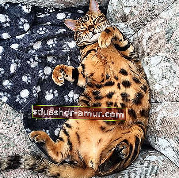 bengalska mačka leži zamrljan trbuh