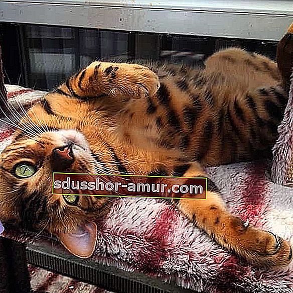 милый бенгальский кот тигровый окрас