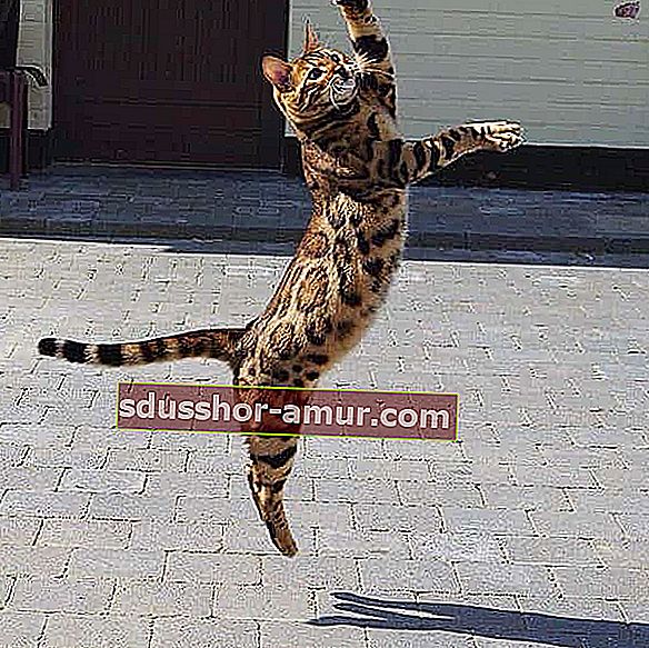 pjegavi kaput mačka koja skače