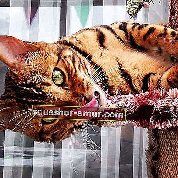 bengalska mačka, ki štrli iz jezika