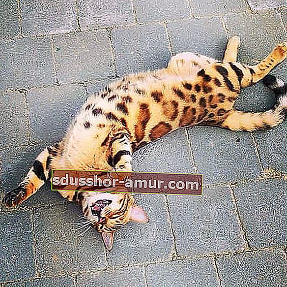 bengalska opružena mačka