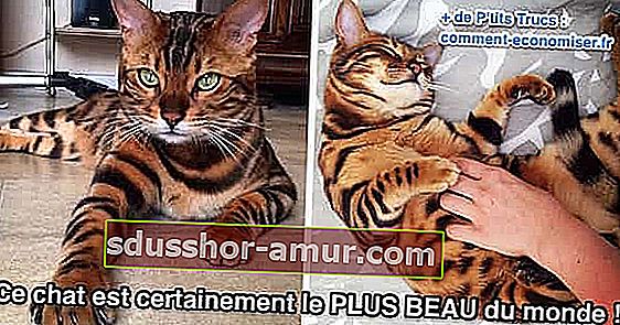 красивая кошка породы бенгальская