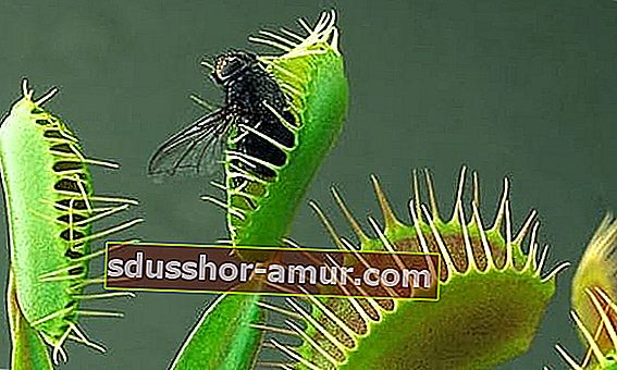 Dionaea flycatcher za lov na žuželke