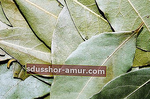 Лавровый лист - естественный репеллент от насекомых