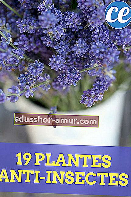 19 biljaka za zaštitu vašeg vrta i vašeg doma.