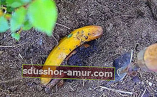 отблъскват листните въшки с бананови кори