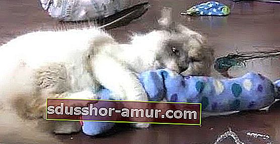 domaća mačka igračka s čarapom