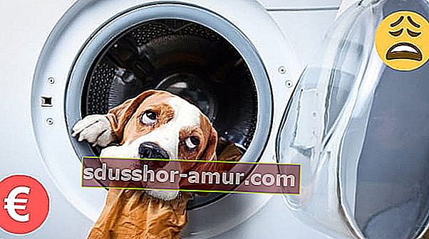 Pes, ki štrli z glavo iz pralnega stroja