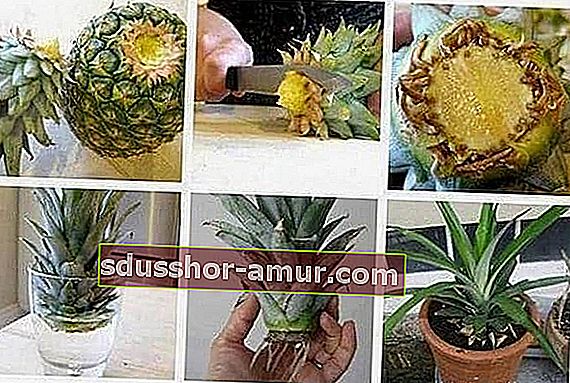 opis, kako korak za korakom gojiti ananas doma