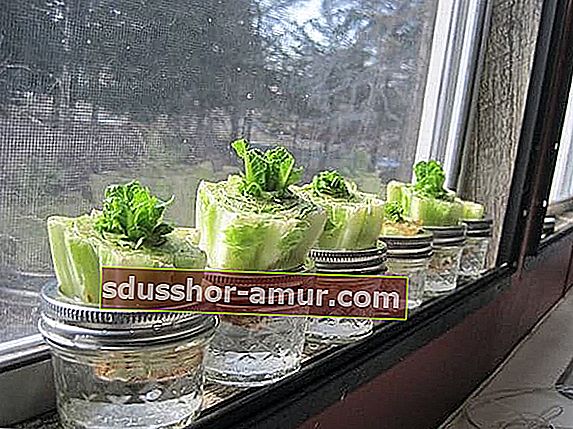 stabljike salate rastu u staklenkama