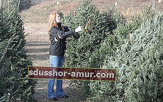 ženska izbere drevo za božič
