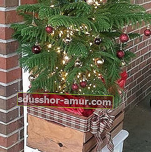 Božično drevo v lesenem zaboju 