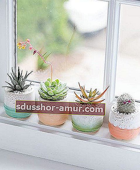 kaktus u malim čašama u boji
