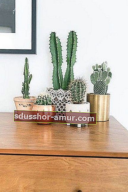 kaktus v majhnih zlatih lončkih