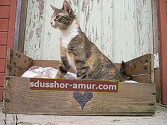 палетна дървена котешка кошница с котка