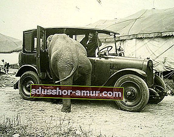 Слон садится в старую черную машину 
