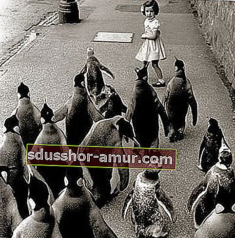 Момиченце пред няколко пингвина на улицата 
