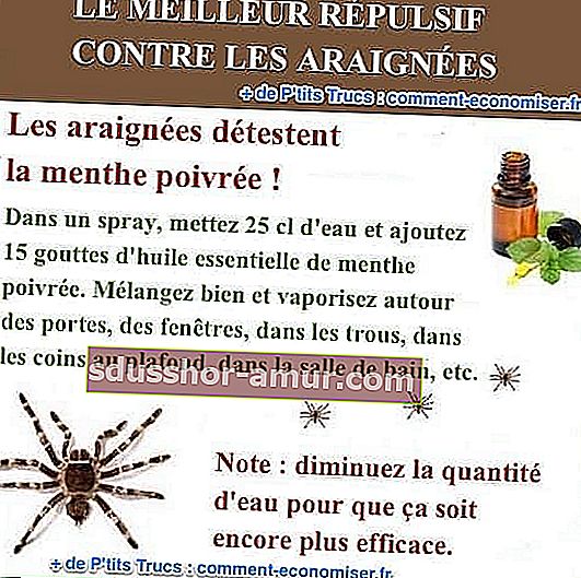 Koristite esencijalno ulje metvice protiv pauka