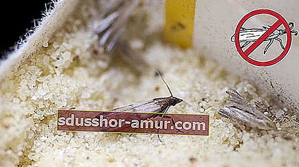 Učinkovita i prirodna zamka za moljce