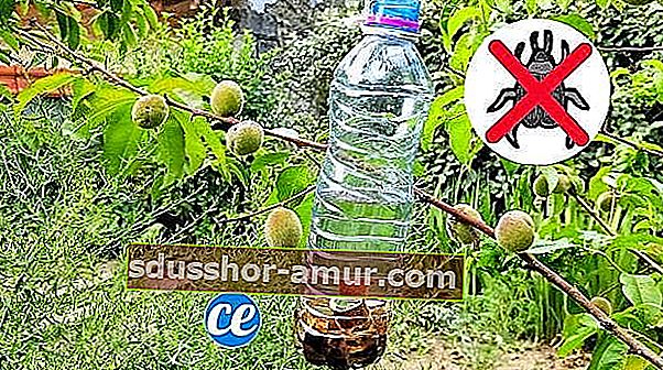 Лучшая ловушка для насекомых для защиты ваших фруктовых деревьев