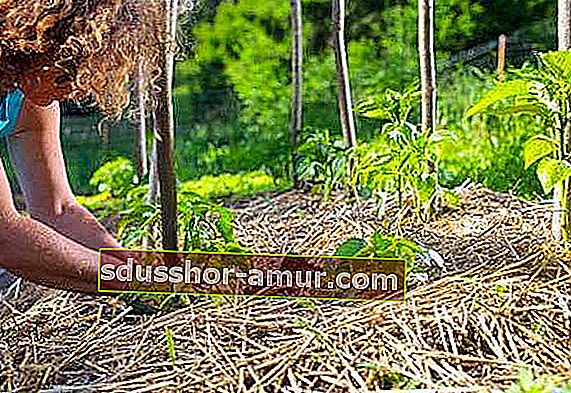 Malčiranje tla s uzdignutih gredica pomaže u velikoj mjeri smanjiti vrijeme korenja.