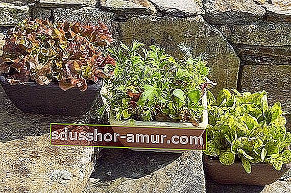 Горшки с растущим в них салатом на лестнице