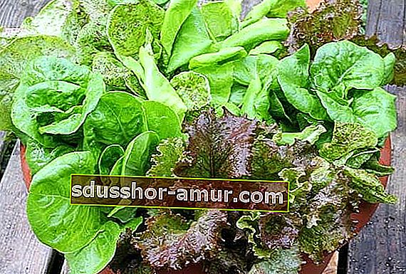 Красивый салат, защищенный от болезней