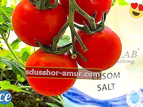 3 применения английской соли для выращивания больших и красивых помидоров.