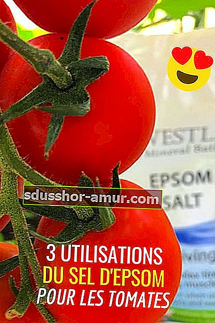 Epsom sol: 3 upotrebe za uzgoj velikih i lijepih rajčica.
