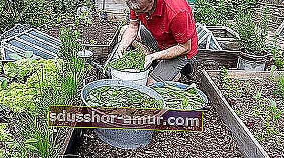Мужчина удобряет крапивой в своем саду