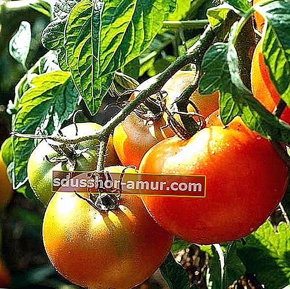 sadite rajčice na punom suncu