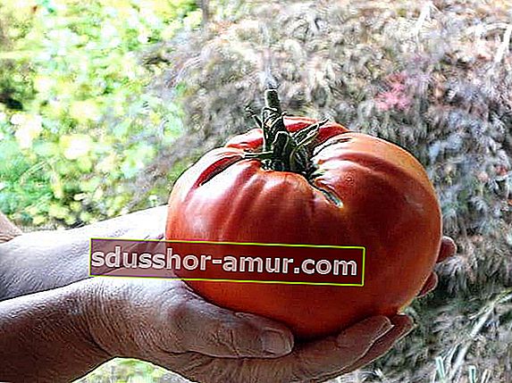 stavite prirodno gnojivo za rajčice