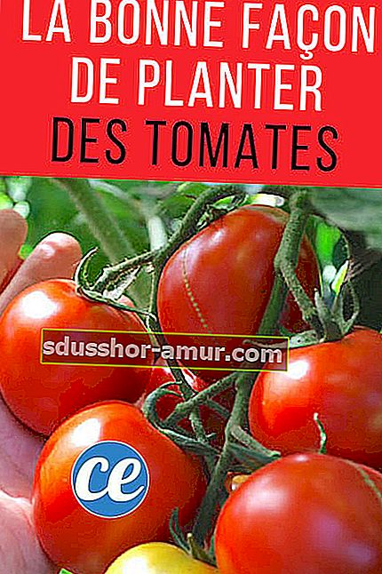 Ето правилния начин да засадите домати и да имате много красиви домати.