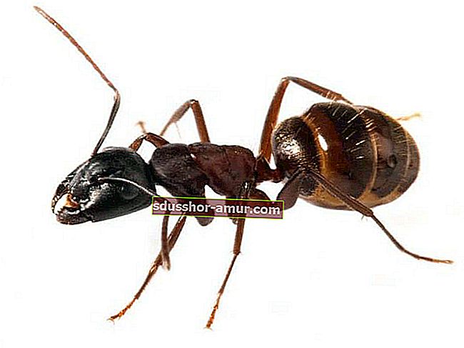 Rdeče mravlje: skrivnost, da se je znebite brez insekticida!