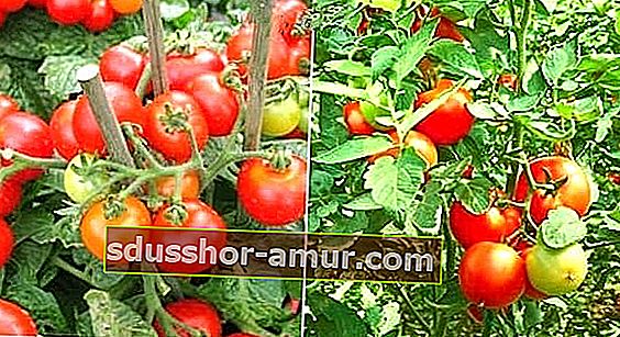 как да изберем правилния вид домат