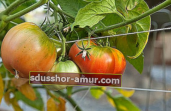 Незрели домати растат