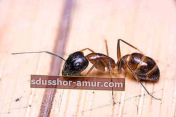 естествен репелент за мравки