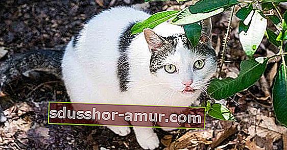 prirodni repelent za mačke s bijelim octom