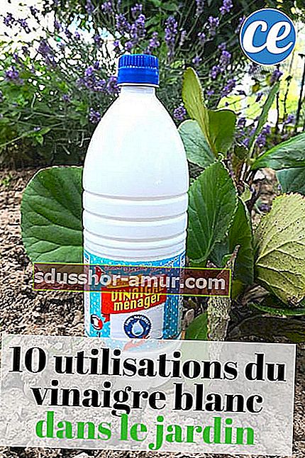 10 употреби на бял оцет в градината