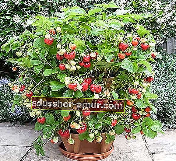 ягоди, растящи в многоетажна саксия
