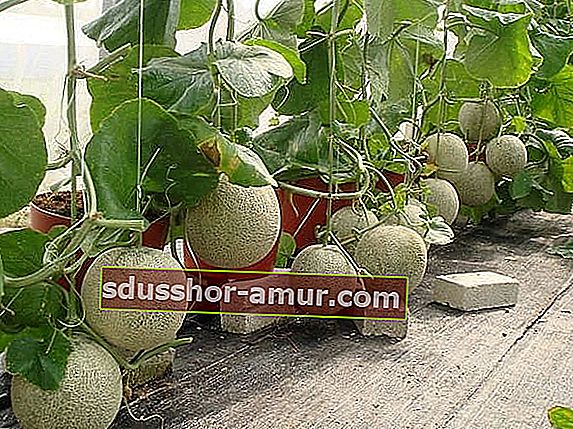 melone, ki rastejo v lončkih