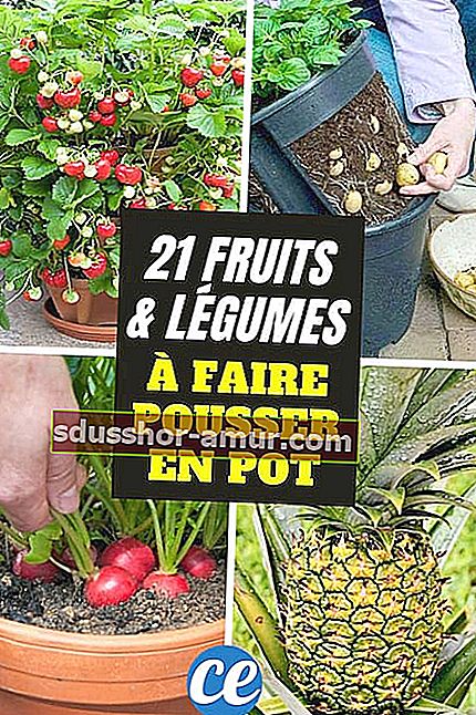 21 voće i povrće koje je najlakše uzgajati u posudi.