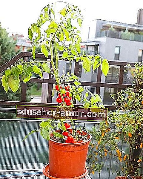 Помидор в горшке с растущими помидорами