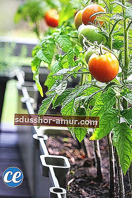 Balkonda tencerelerde büyüyen domatesler.