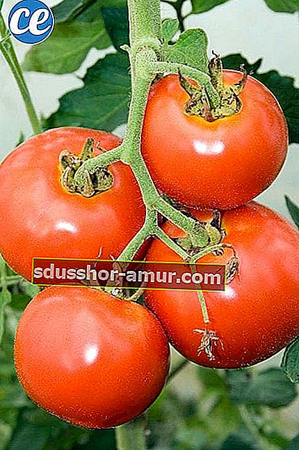 Crvena rajčica spremna za branje na peteljci.