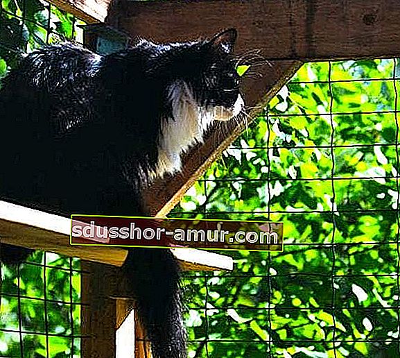 Котка в покрит дървен подслон от дървена и телена мрежа в градина.