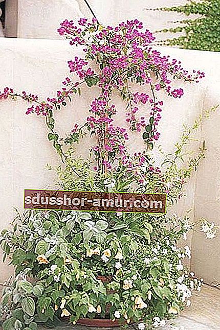 Вьющиеся растения вдоль стены