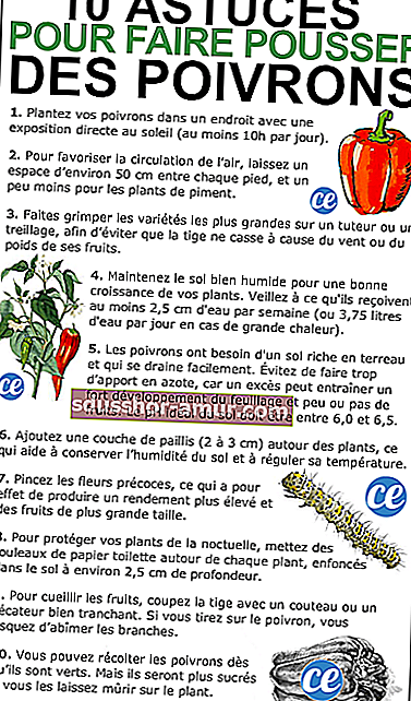 Otkrijte 10 tajnih savjeta za vrtlarenje za uzgoj lijepe paprike.